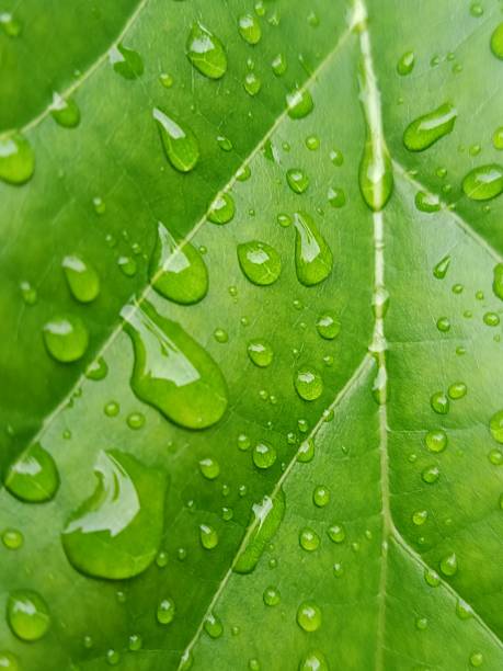 istock A detailed macro view of a verdant leaf surface saturated with water droplets, creating a captivating natural texture. The interplay of light and water on the leaf's surface offers a refreshing and organic visual 2216768236