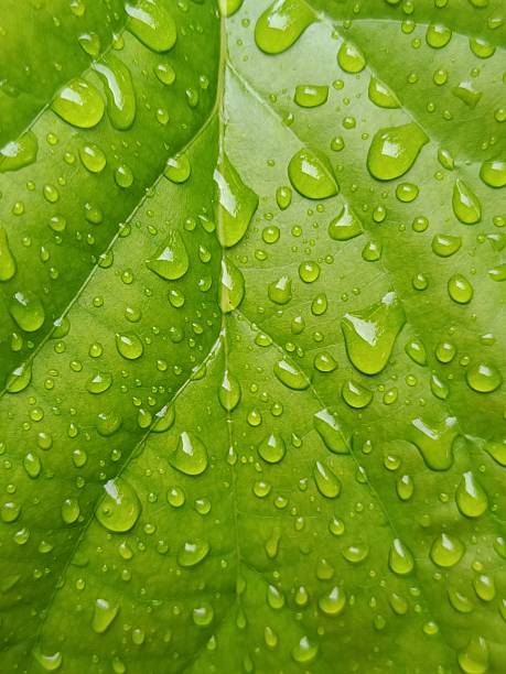 A detailed macro view of a verdant leaf surface saturated with water droplets, creating a captivating natural texture. The interplay of light and water on the leaf's surface offers a refreshing and organic visual