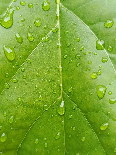 istock A detailed macro view of a verdant leaf surface saturated with water droplets, creating a captivating natural texture. The interplay of light and water on the leaf's surface offers a refreshing and organic visual 2216768251