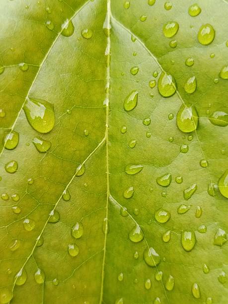 A detailed macro view of a verdant leaf surface saturated with water droplets, creating a captivating natural texture. The interplay of light and water on the leaf's surface offers a refreshing and organic visual