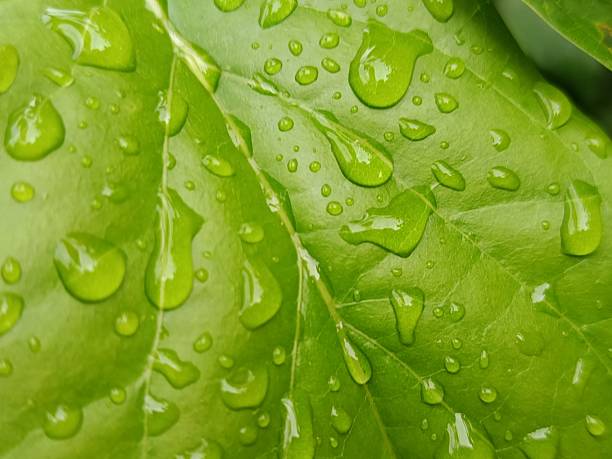 istock A detailed macro view of a verdant leaf surface saturated with water droplets, creating a captivating natural texture. The interplay of light and water on the leaf's surface offers a refreshing and organic visual 2216768267