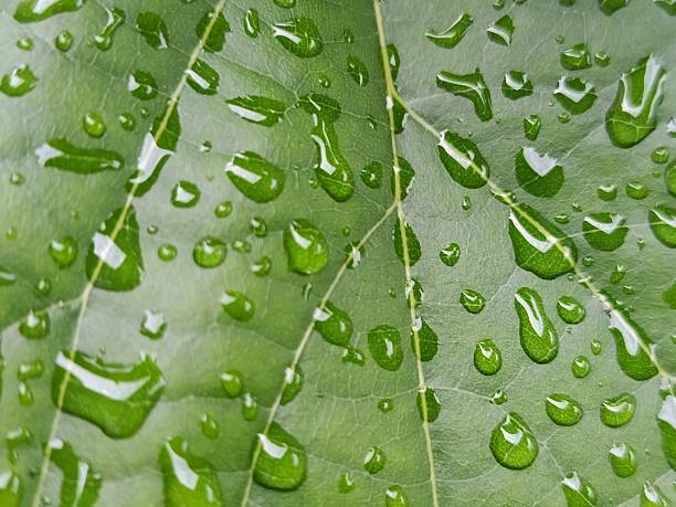 istock A detailed macro view of a verdant leaf surface saturated with water droplets, creating a captivating natural texture. The interplay of light and water on the leaf's surface offers a refreshing and organic visual 2216768272
