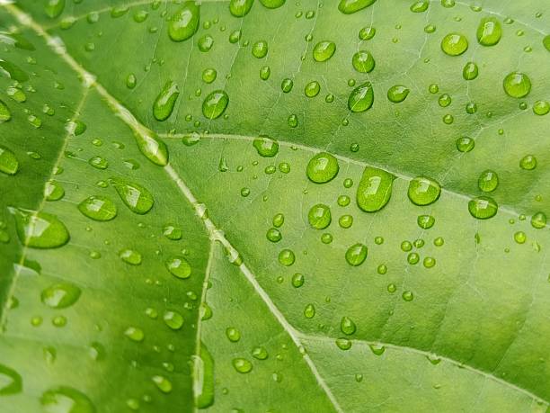 istock A detailed macro view of a verdant leaf surface saturated with water droplets, creating a captivating natural texture. The interplay of light and water on the leaf's surface offers a refreshing and organic visual 2216768276