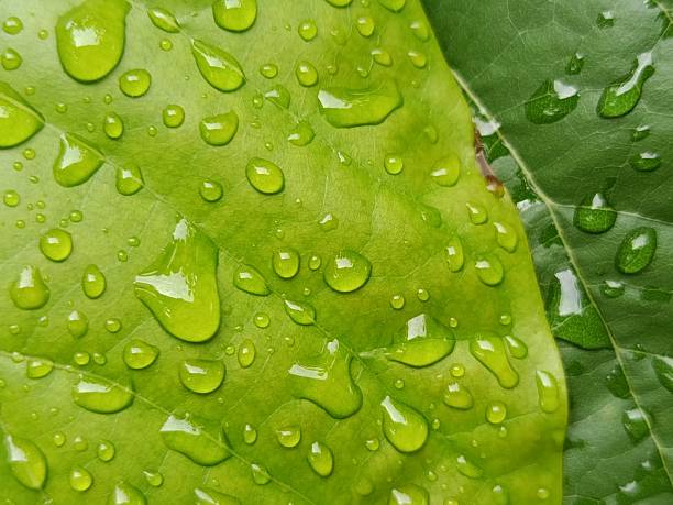 istock A detailed macro view of a verdant leaf surface saturated with water droplets, creating a captivating natural texture. The interplay of light and water on the leaf's surface offers a refreshing and organic visual 2216768278