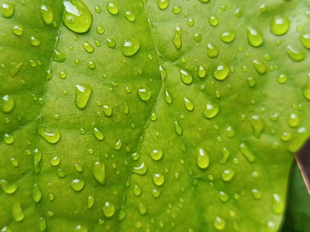 istock A detailed macro view of a verdant leaf surface saturated with water droplets, creating a captivating natural texture. The interplay of light and water on the leaf's surface offers a refreshing and organic visual 2216768283