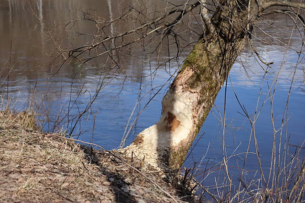 a large tree that has been gnawed at the base by beavers and is partially submerged in river water, reflecting the blue sky.