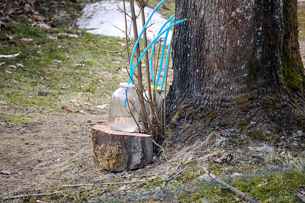 a tree trunk from which a system of blue tubes collects sap into a large glass jar placed on a wooden block.