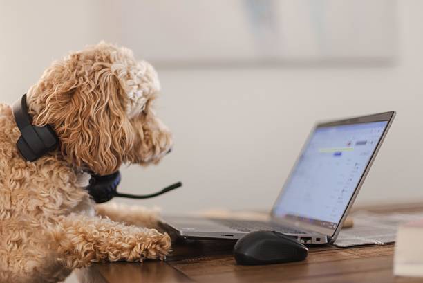 istock Cute Dog Using a Laptop Wearing Headphones in a Home Office Setting 2216769000