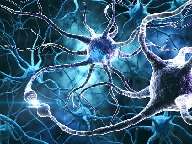 istock 3d illustration Concept of neurons and nervous system, Active nerve cells 2216772799