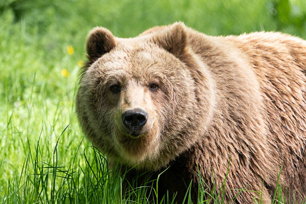 istock Cuddly Brown Bear with Soft fur Looking at the Camera 2216775385