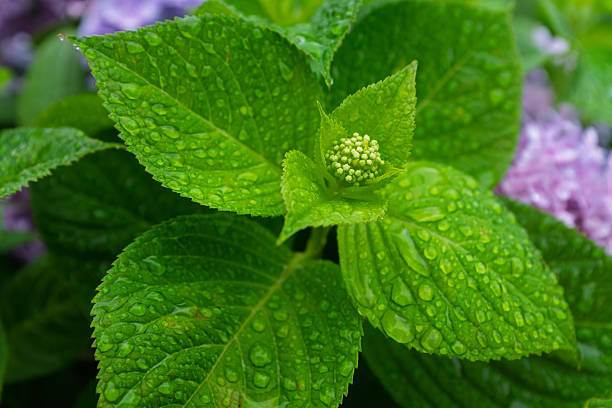 New green leaves of hydrangea after rain