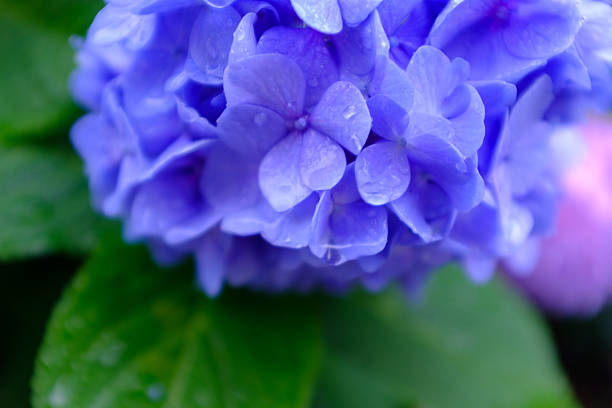 Blue hydrangea flowers against the backdrop of water drops after rain