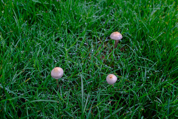 Fresh mushrooms growing on the grass after rain