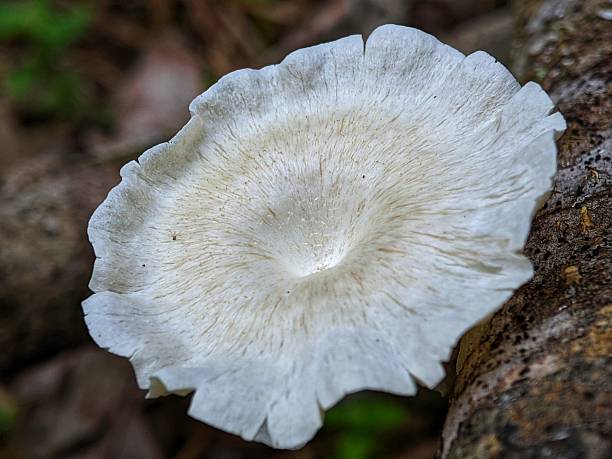 istock Selective focus of a white mushroom in the farm with blurry background 2216776825
