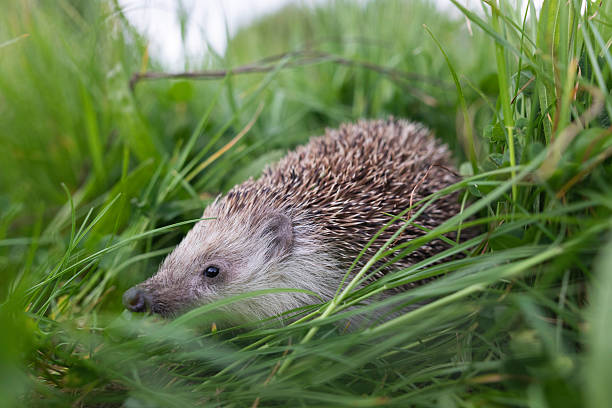 istock Little cute hedgehog in the garden 2216777998
