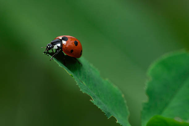 istock Close-up of a small cute red ladybug sitting on a green leaf 2216778080