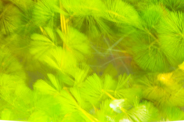 ICM photograph with intention of green background texture