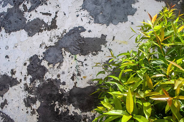 Vibrant green foliage contrasts against a weathered, peeling concrete wall, creating a dynamic interplay of nature and urban decay. Ideal for themes of growth, contrast, or abstract textures