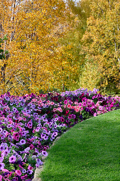 istock Colouful petunia flower bed - Hobart 2216780544