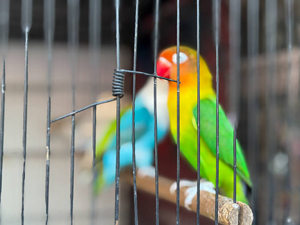 The mini parrot bird on stick tree
