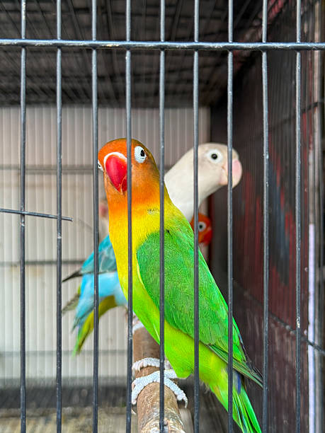 istock A green and yellow bird is perched on a wire in a cage 2216780683