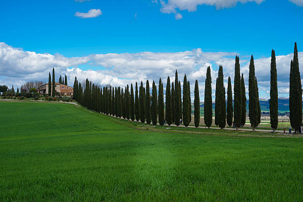 istock Iconic Cypress Trees in the Sunlit Tuscany Landscape 2216782679