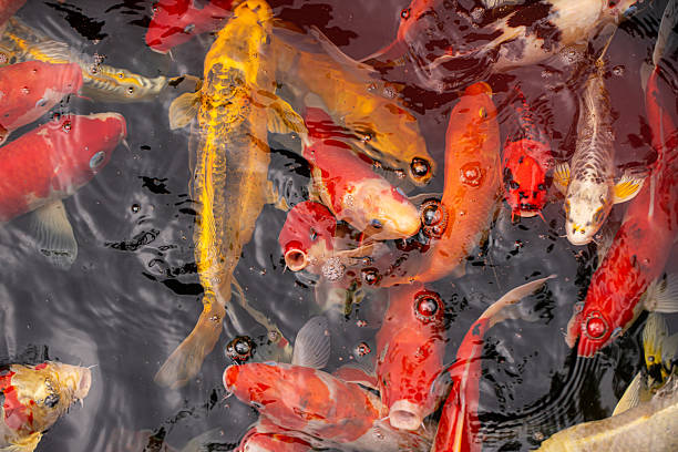 istock Many koi fish in pond 2216782748