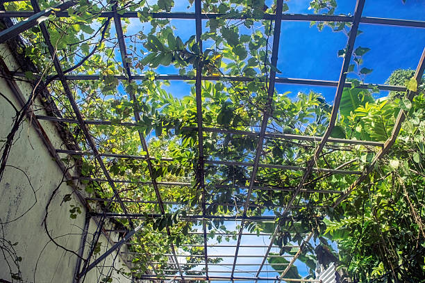istock Looking up at a lush green grape trellis under a clear blue sky, vibrant leaves creating a natural canopy 2216783942