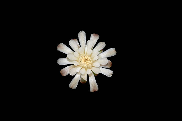 istock White cactus flower with black background 2216785090