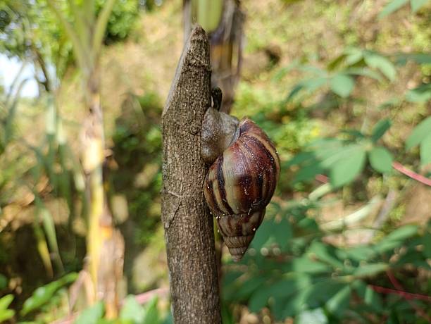 istock A brown striped snail is clinging to a vertical tree branch in the blurred background 2216785269
