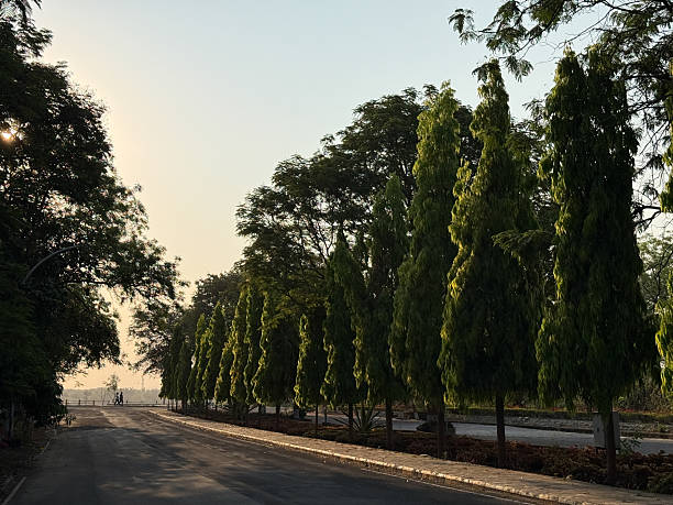 istock A road with a row of trees on either side 2216785299