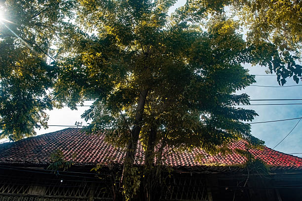 A large, leafy tree dominates the foreground, its green canopy illuminated by sun rays, overlooking an old, weathered tiled roof and power lines in Kebomas, Indonesia