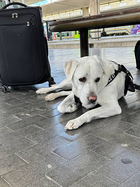 istock Labrador Retriever waiting at train station 2216786133