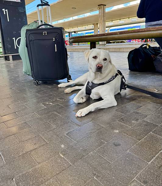 istock Labrador Retriever waiting at train station 2216786144