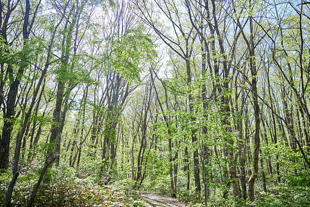 A forest of fresh greenery, rich in nature