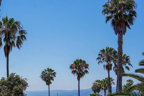 istock Clear Blue Sky Background with California Palm Trees 2216788981