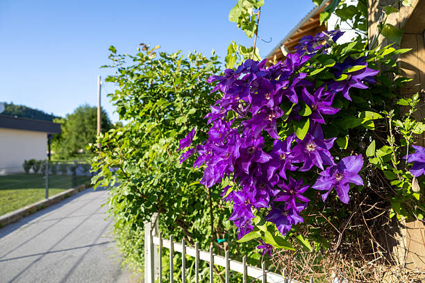 Elegant purple clematis flowers intertwine on a wooden trellis, illuminated by soft golden sunlight