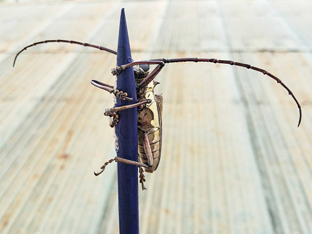Macro close-up of a brown longhorn beetle, a small insect, isolated on on a blue spike fence.