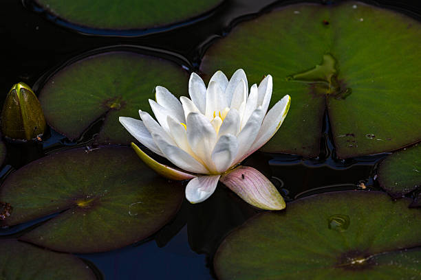 istock Petal of blooming water lily 2216791440