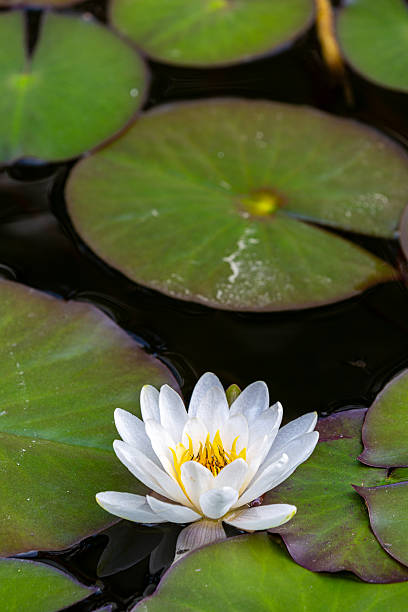 istock Petal of blooming water lily 2216791467