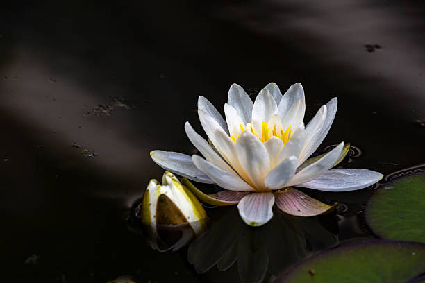 istock Petal of blooming water lily 2216791468