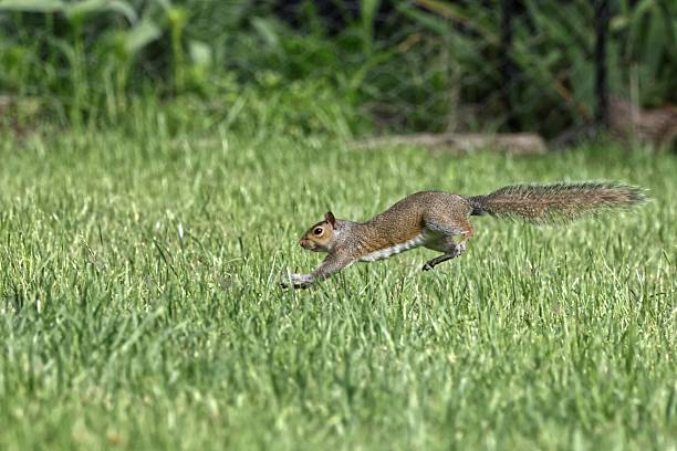 istock Squirrel leaping across grassy field. 2216791860