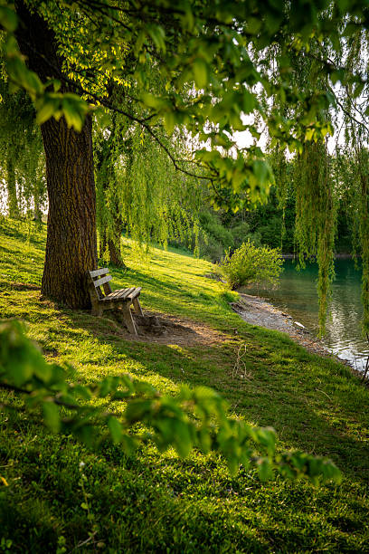 istock Tranquil Bench Under A Weeping Willow Tree Beside A Peaceful Green Field Near Emmeringer Lake Between Olching and Fürstenfeldbruck, Munich, Germany, In Springtime 2216792492
