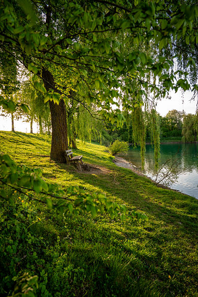 istock Tranquil Bench Under A Weeping Willow Tree Beside A Peaceful Green Field Near Emmeringer Lake Between Olching and Fürstenfeldbruck, Munich, Germany, In Springtime 2216792501