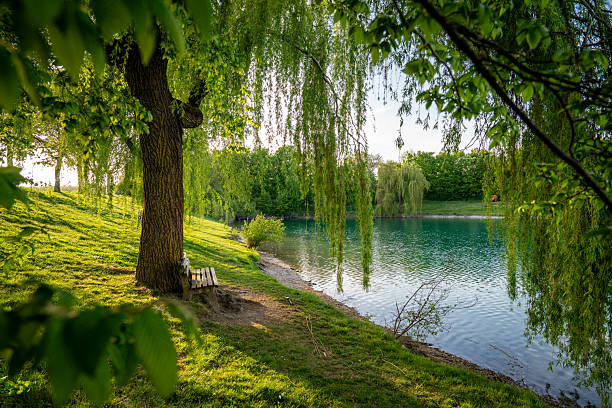 istock Tranquil Bench Under A Weeping Willow Tree Beside A Peaceful Green Field Near Emmeringer Lake Between Olching and Fürstenfeldbruck, Munich, Germany, In Springtime 2216792643