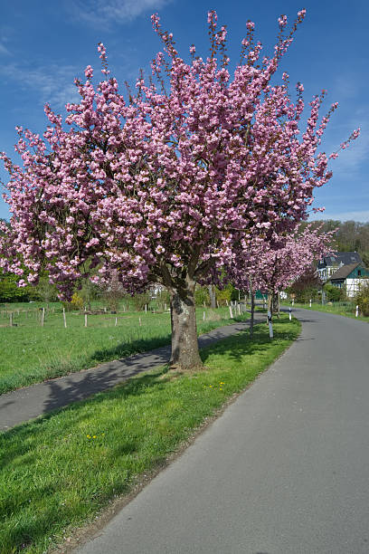 istock blossoming fruit tree on the Solingen fruit trail,Solingen-Untenrueden,Bergisches Land,North Rhine-Westphalia,Germany 2216793309
