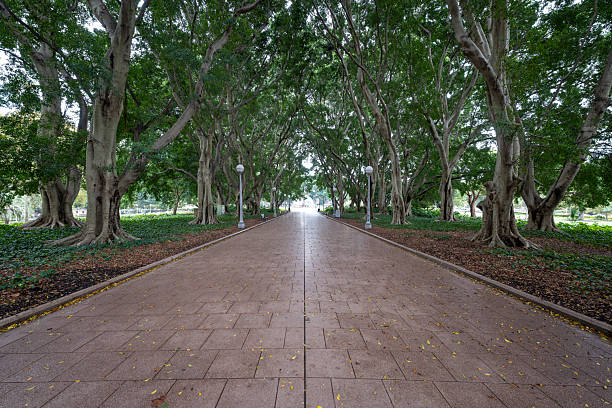 Trees in Hyde Park, Sydney, Australia