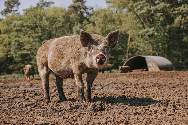 istock Happy pigs facing the camera on a sunny organic farm 2216793583
