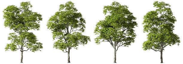 Greenery nature trees contour shapes on white backgrounds 3d render