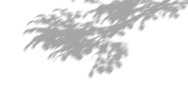 istock Shadow leafs branch shade movement isolated on white backgrounds 3d rendering 2216793778